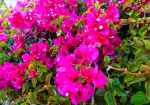 Alyssa Campanella The A List blog Miss USA 2011 Santa Barbara Bacara Resort & Spa