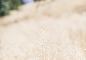 The A List blog Los Angeles fields