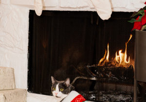 Miss USA 2011 Alyssa Campanella of The A List blog celebrates Christmas with her cats Renly and Daenerys Coombs at home