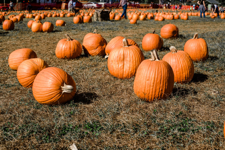 Apple Picking in New Jersey + Video The A List