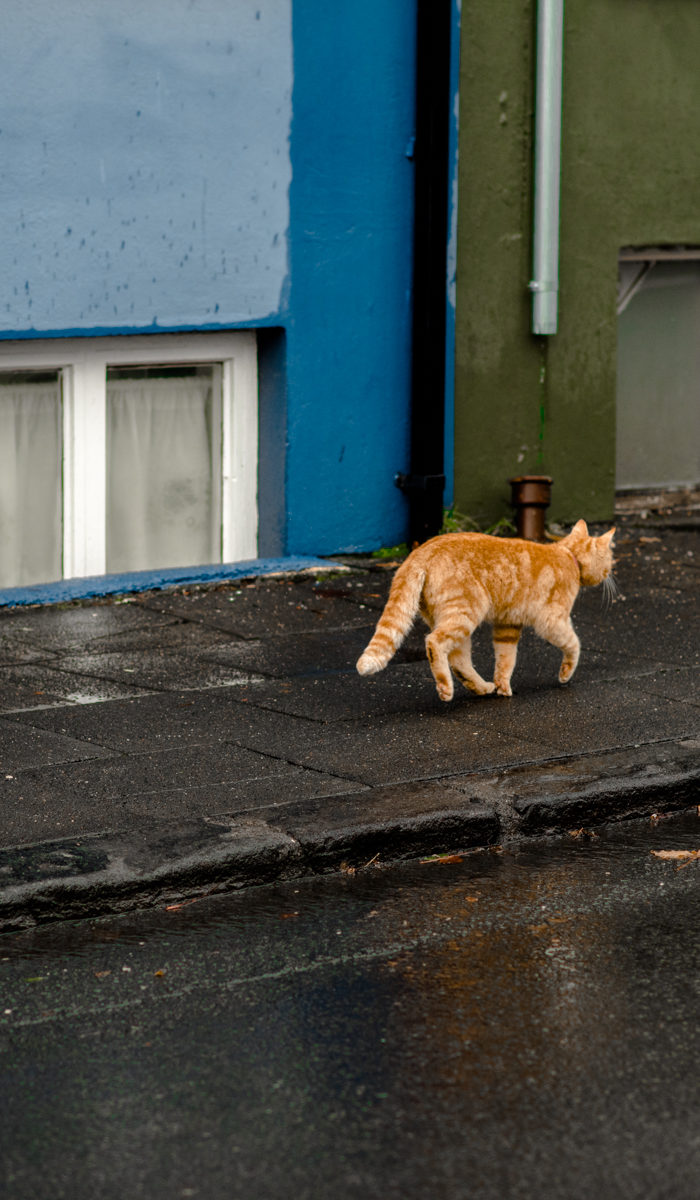 Alyssa Campanella of The A List blog visits Reykjavik, Iceland wearing Ellen Tracy faux fur coat, The North Face Nanny Knit Beanie, and Hunter Tour rainboots in Navy