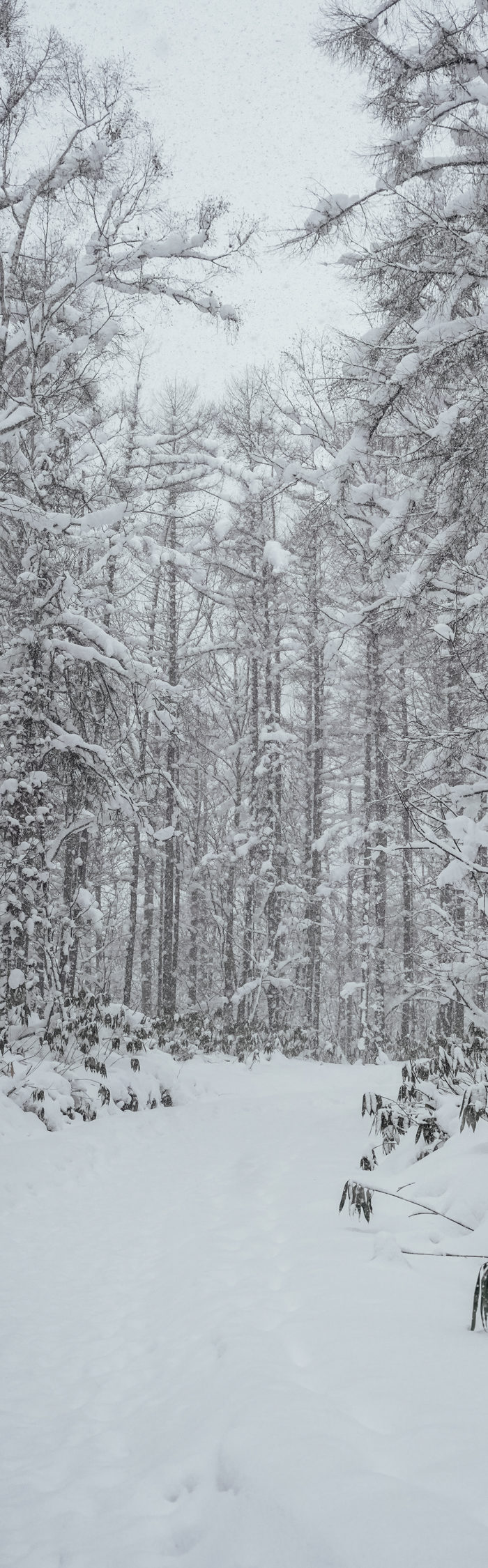 Alyssa Campanella of The A List blog visits Niseko, Japan