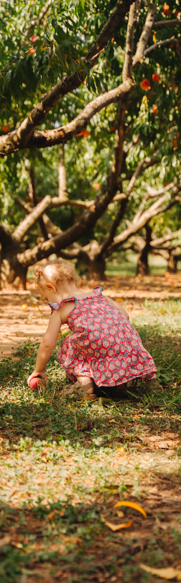 Miss USA 2011 Alyssa Campanella of The A List blog visits Battleview Orchards in Manalapan, New Jersey to pick peaches with her daughter