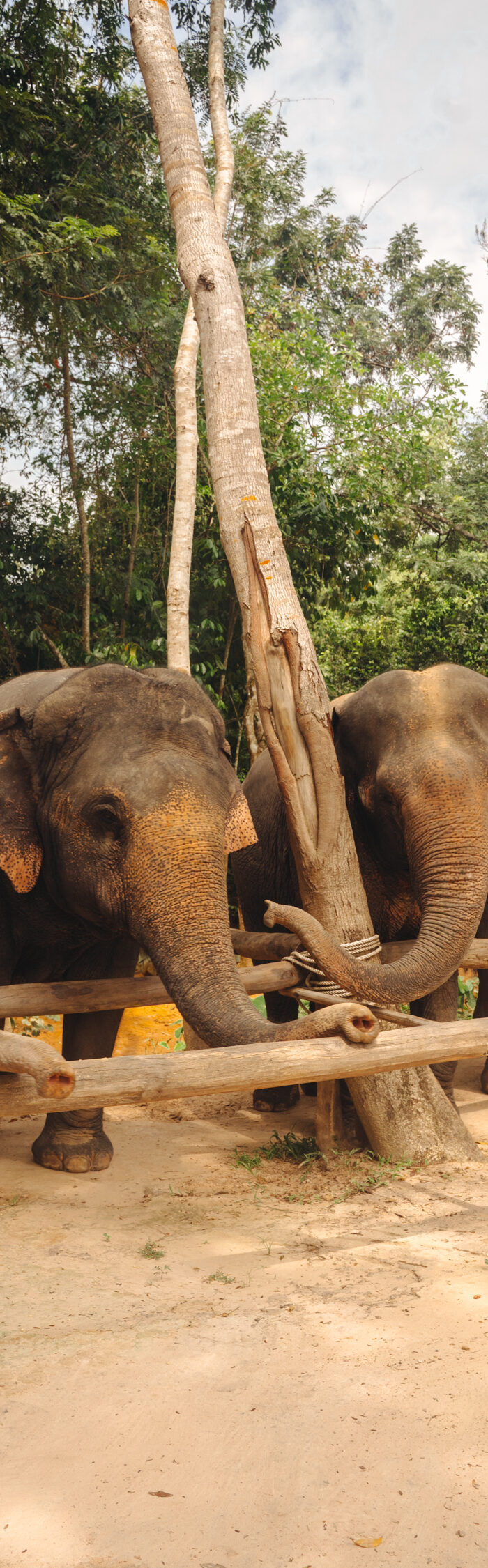 Miss USA 2011 Alyssa Campanella of The A List blog visits Kulen Elephant Forest outside of Siem Reap, Cambodia
