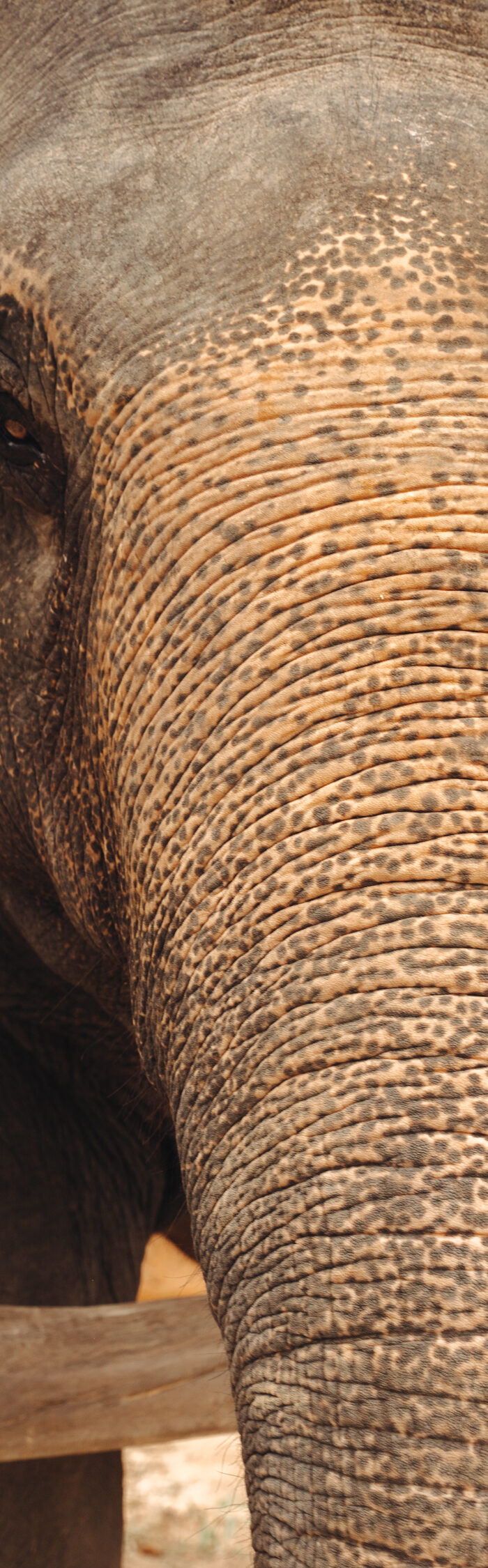 Miss USA 2011 Alyssa Campanella of The A List blog visits Kulen Elephant Forest outside of Siem Reap, Cambodia