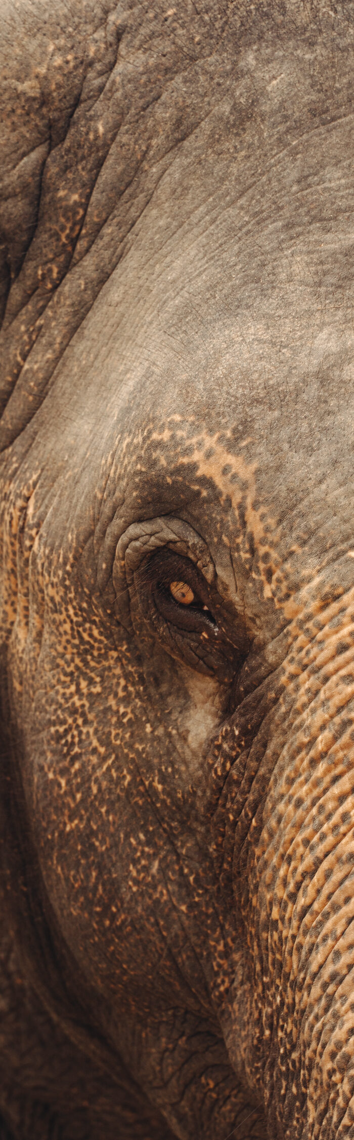 Miss USA 2011 Alyssa Campanella of The A List blog visits Kulen Elephant Forest outside of Siem Reap, Cambodia