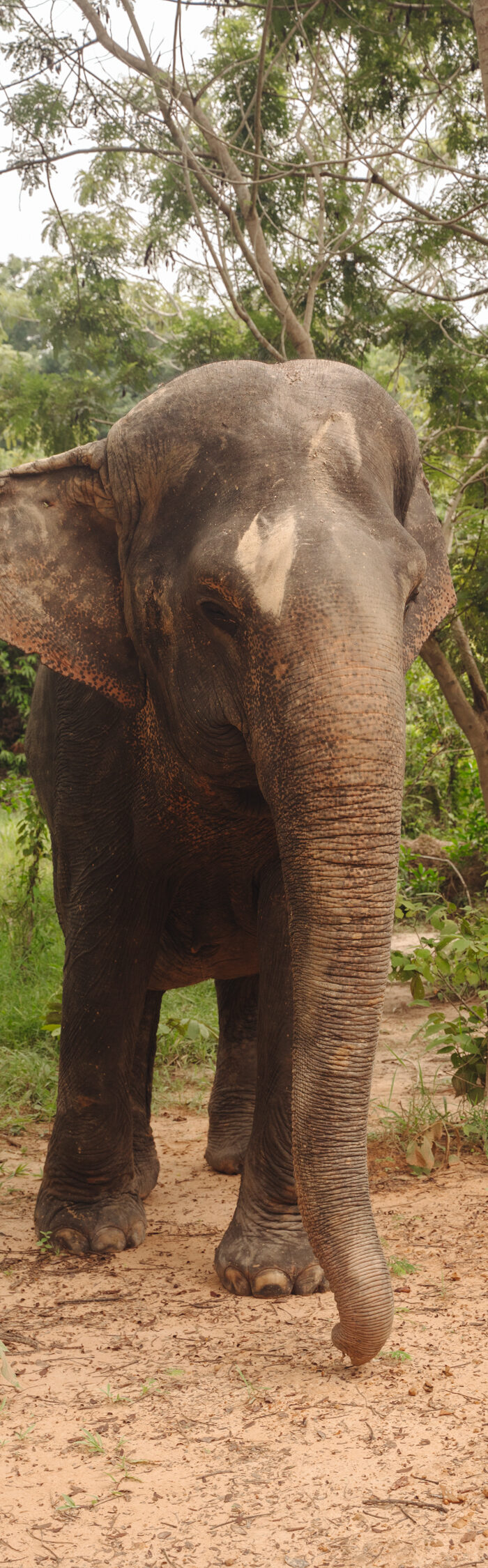 Miss USA 2011 Alyssa Campanella of The A List blog visits Kulen Elephant Forest outside of Siem Reap, Cambodia