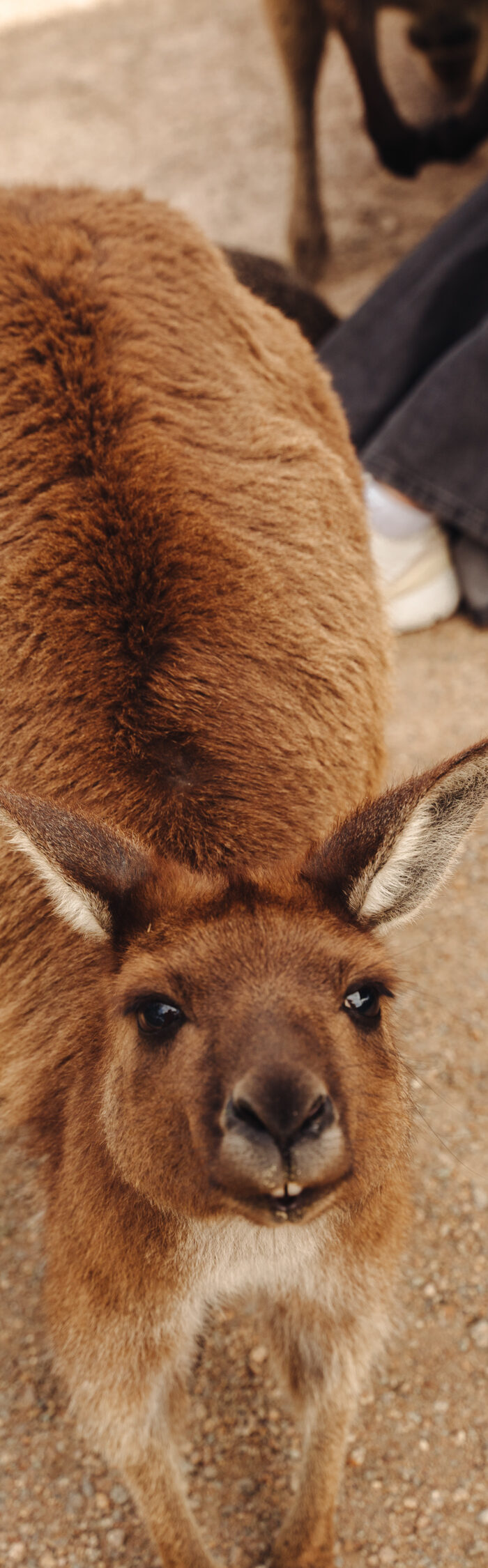 Miss USA 2011 Alyssa Campanella of The A List blog shares her travel guide to Melbourne, Australia