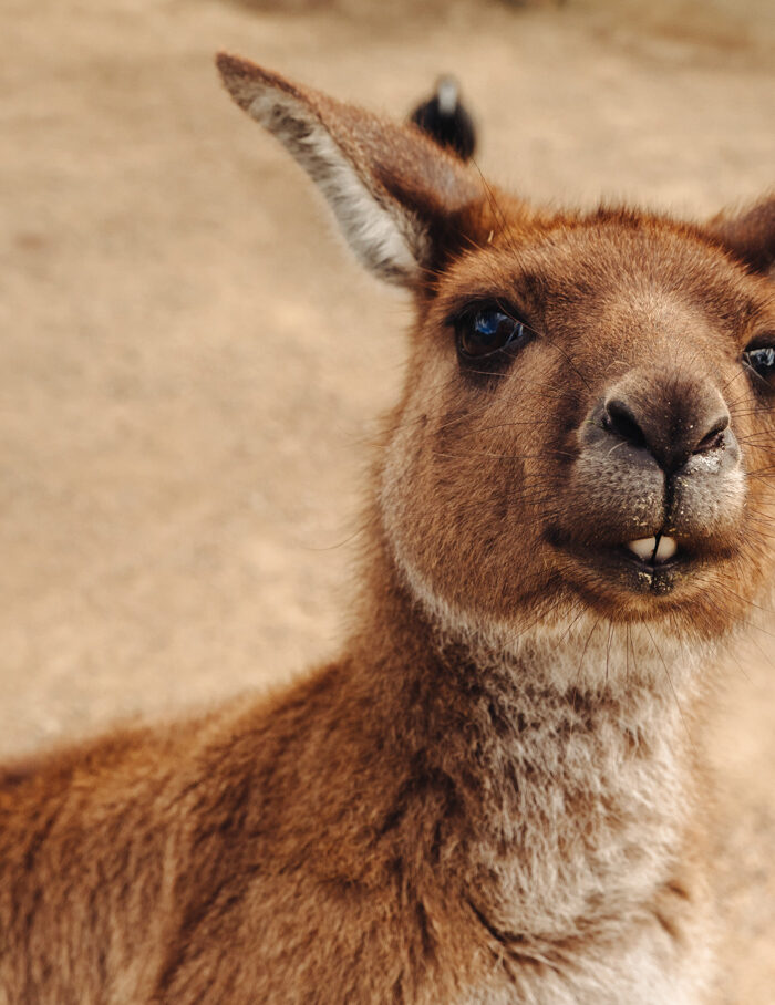 Miss USA 2011 Alyssa Campanella of The A List blog shares her travel guide to Melbourne, Australia